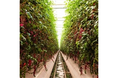 Image Tomatoes and vegetables growing in a vertical farm in a greenhouse.